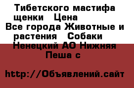  Тибетского мастифа щенки › Цена ­ 10 000 - Все города Животные и растения » Собаки   . Ненецкий АО,Нижняя Пеша с.